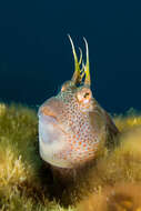 Image of Horned Blenny