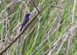 Image of Blue Grosbeak