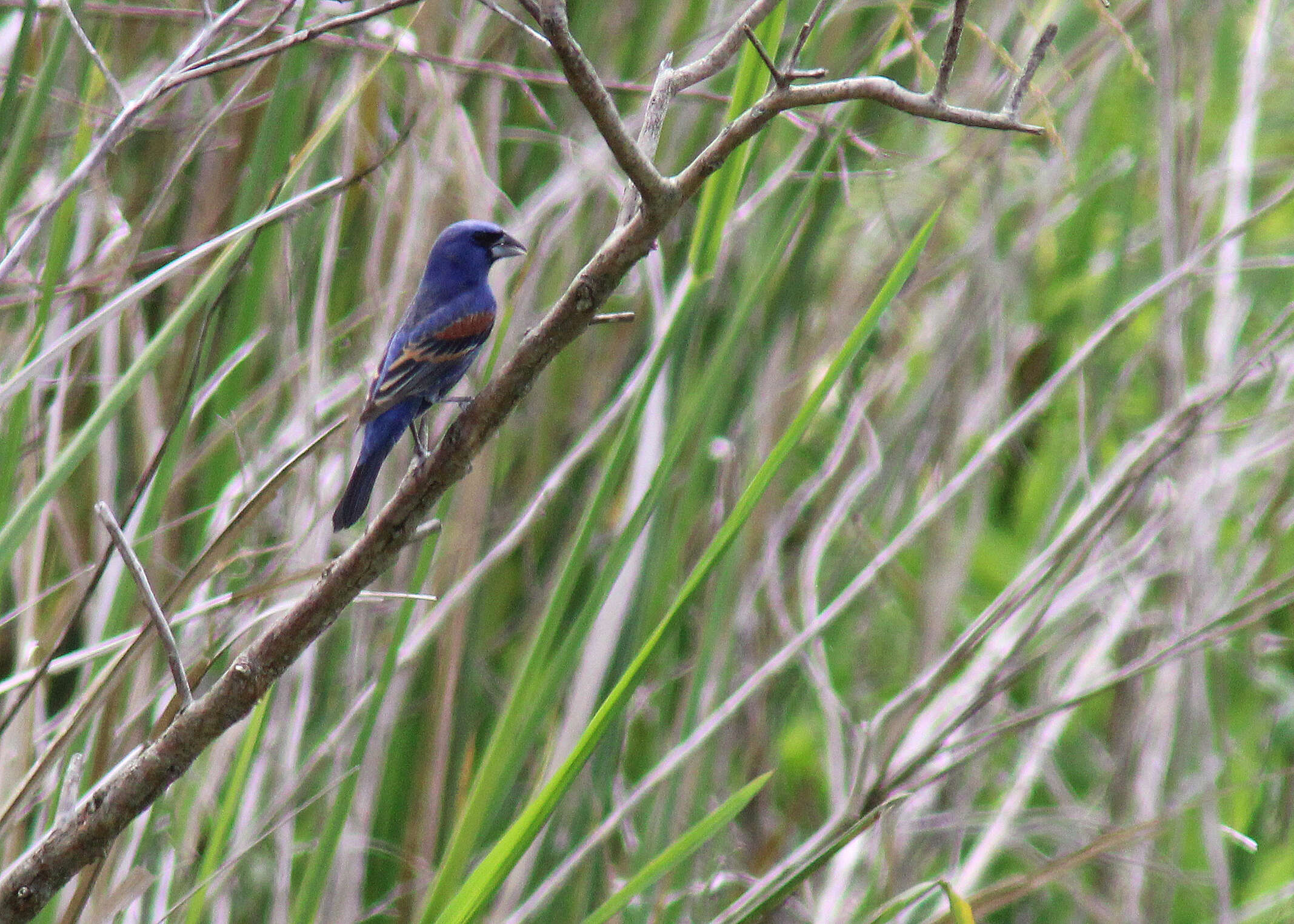 Image of Blue Grosbeak