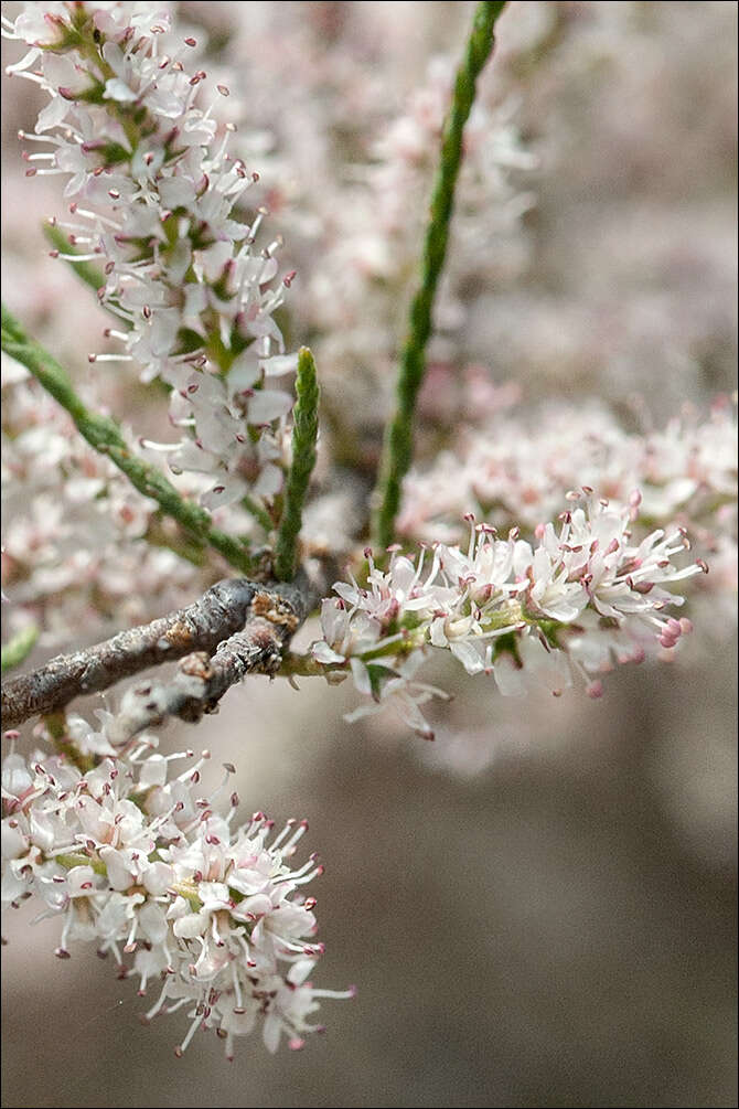 Image of Tamarix dalmatica Baum