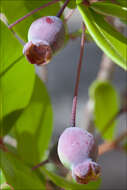 Myrtus communis subsp. communis resmi