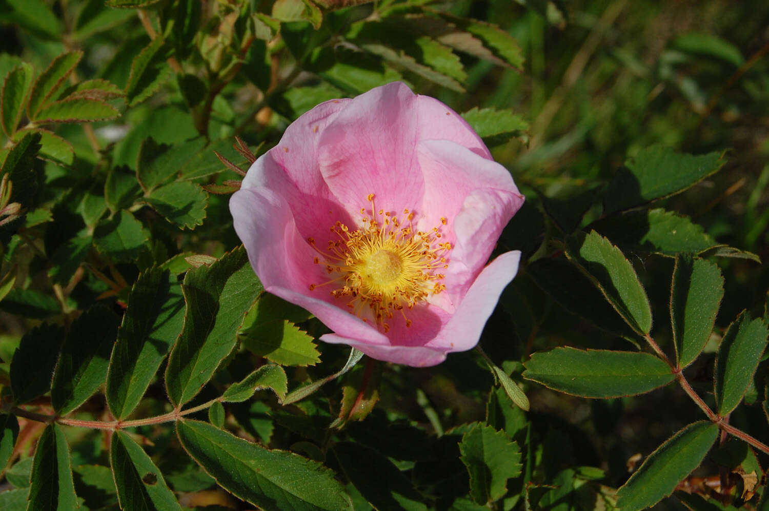 Image of prairie rose