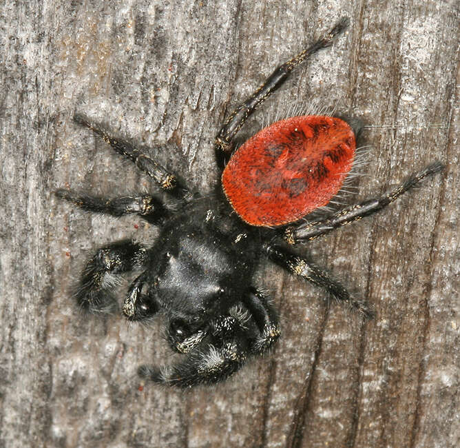 Image of Phidippus johnsoni (Peckham & Peckham 1883)