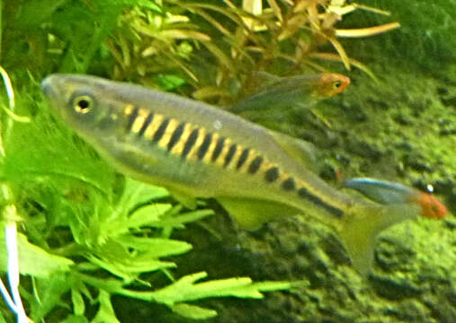 Image of Hora danio