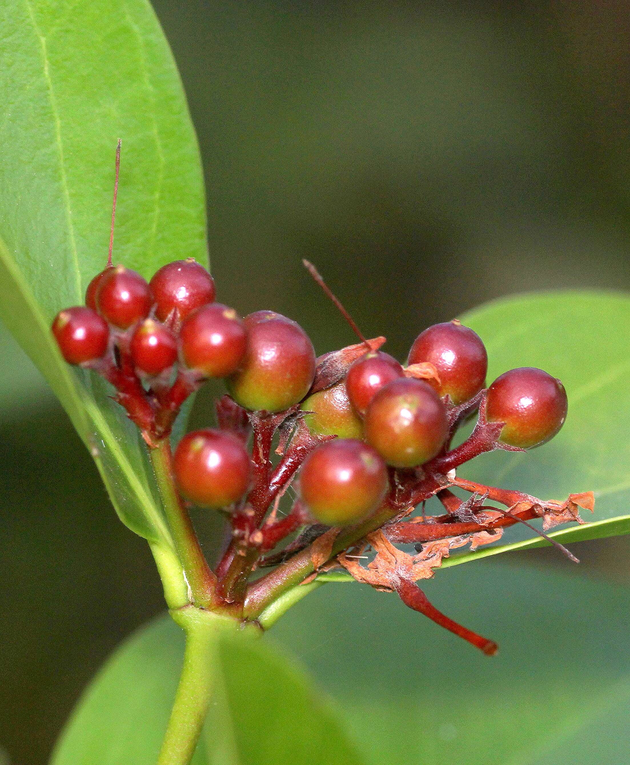 Image de Carissa spinarum L.