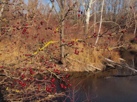 Image of Common Hawthorn