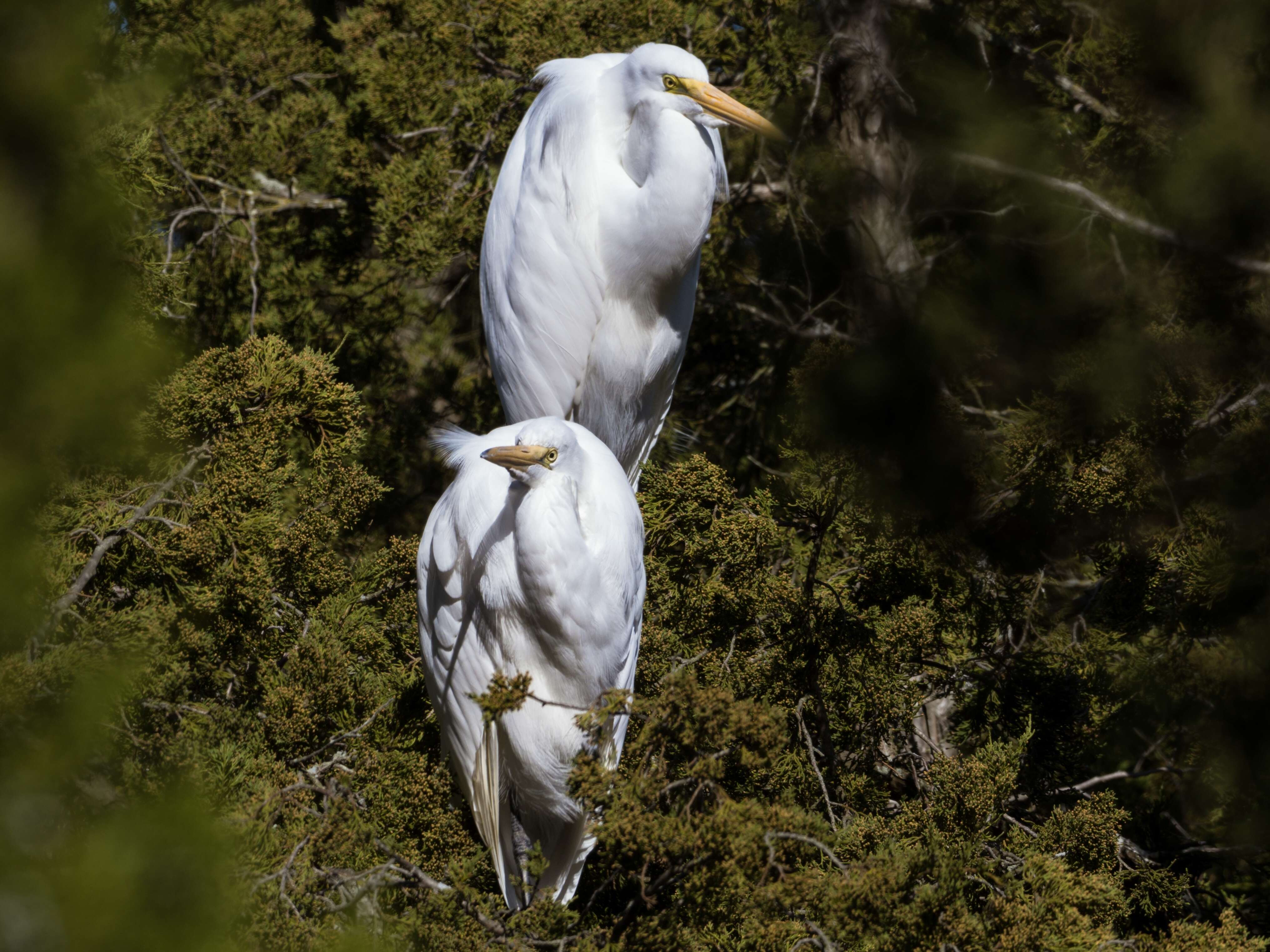 Image of Great Egret