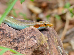 Image de Trachylepis margaritifera (Peters 1854)