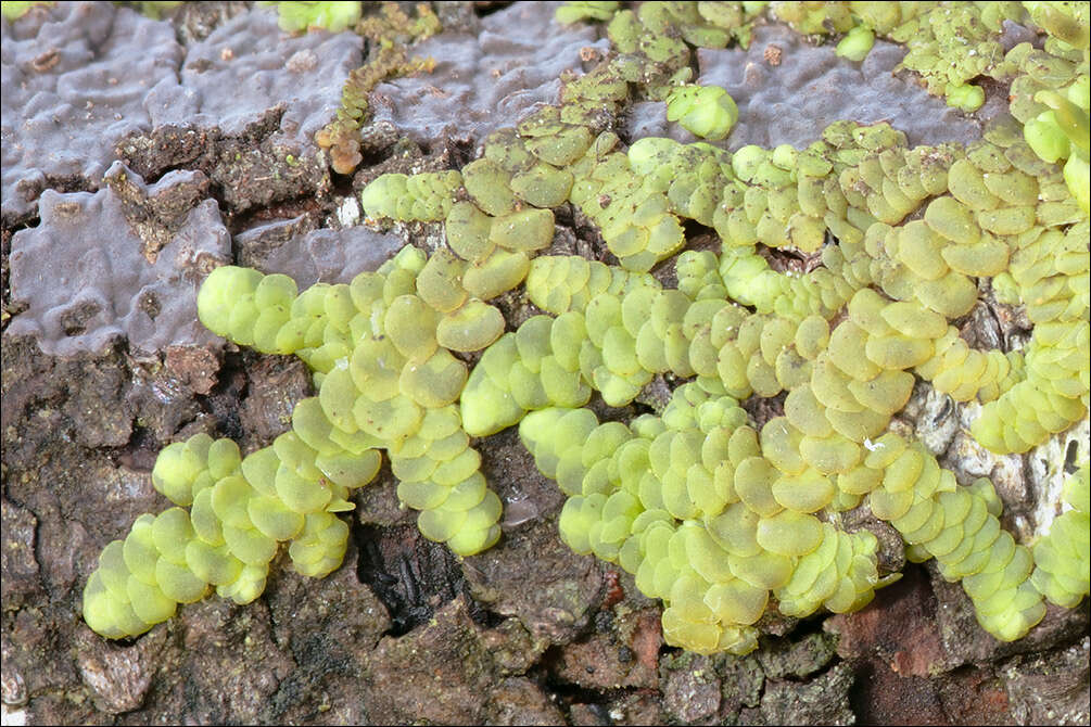 Image of Radula complanata (L.) Dumort.