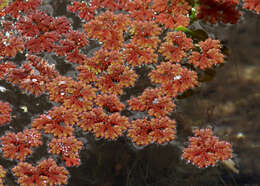 صورة Azolla filiculoides Lam.