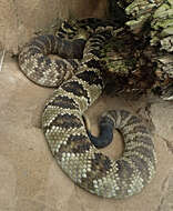 Image of Blacktail Rattlesnake