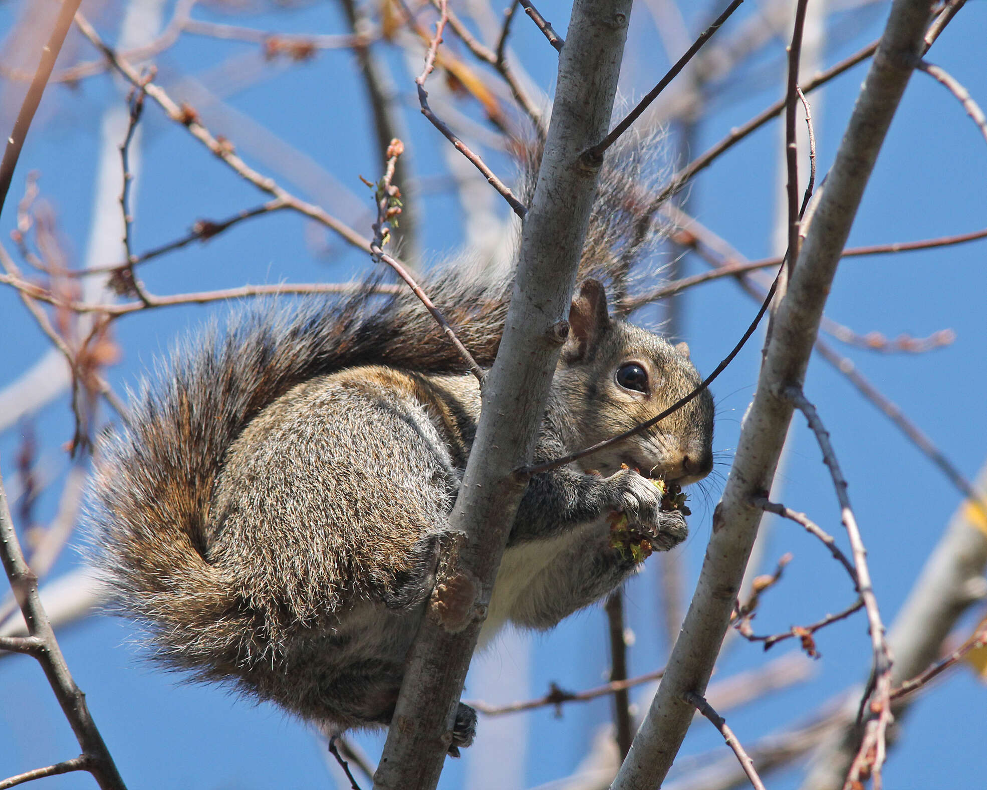 Image of Sciurus subgen. Sciurus Linnaeus 1758