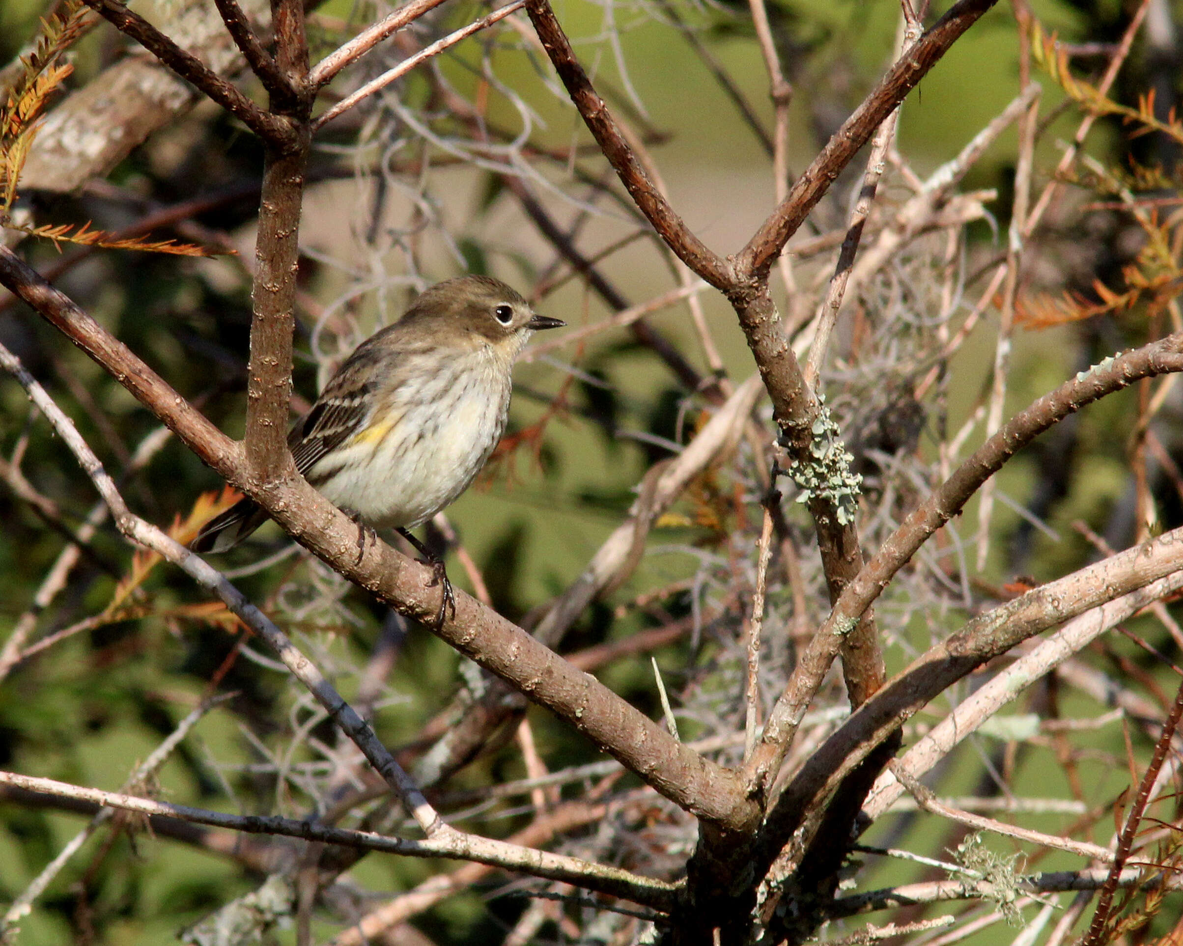 Image of Myrtle Warbler