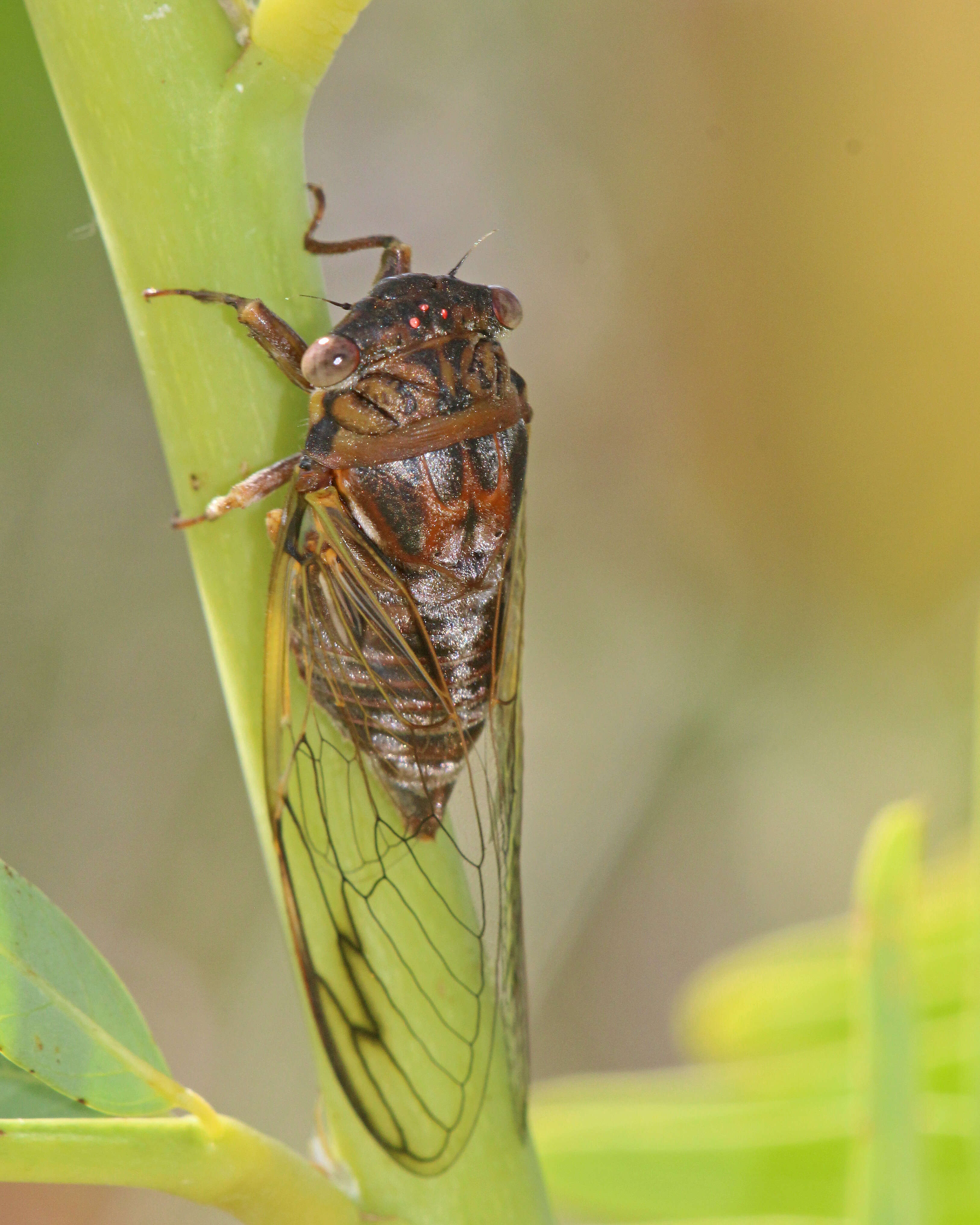 Image of Diceroprocta olympusa (Walker & F. 1850)