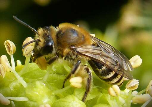 Image of Colletes hederae Schmidt & Westrich 1993