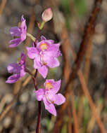 Image of Many-flowered grass-pink orchid