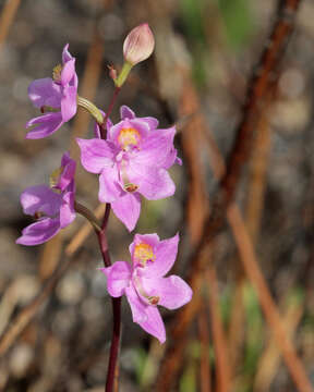 Image of Many-flowered grass-pink orchid