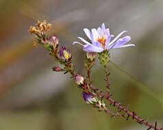 Image of Walter's aster