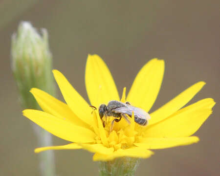 Image of Poey's Furrow Bee