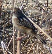 Image of Fan-tailed Cisticola