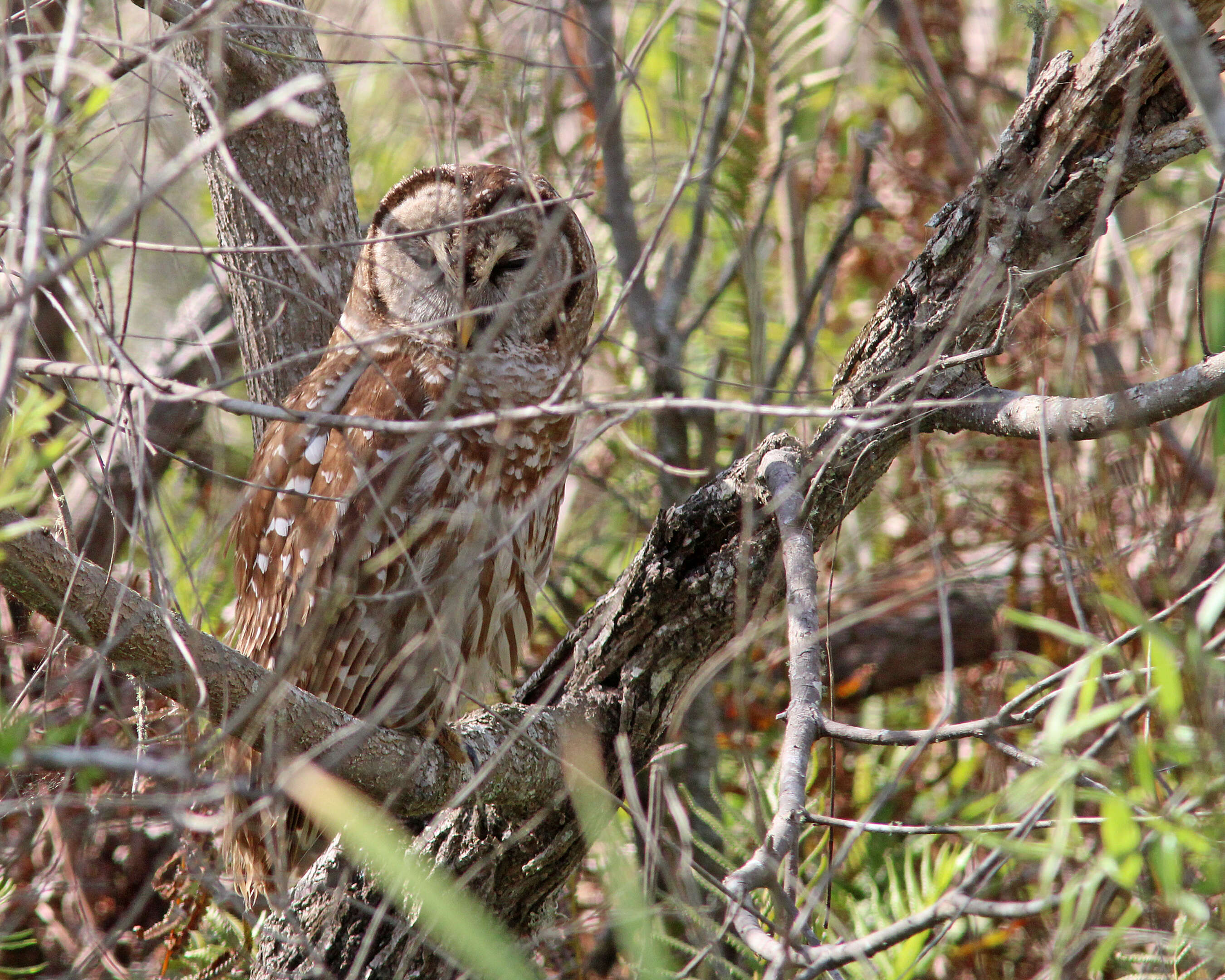 Image of Barred Owl