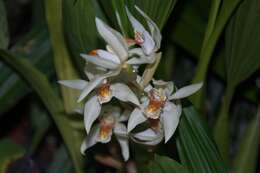 Imagem de Coelogyne asperata Lindl.