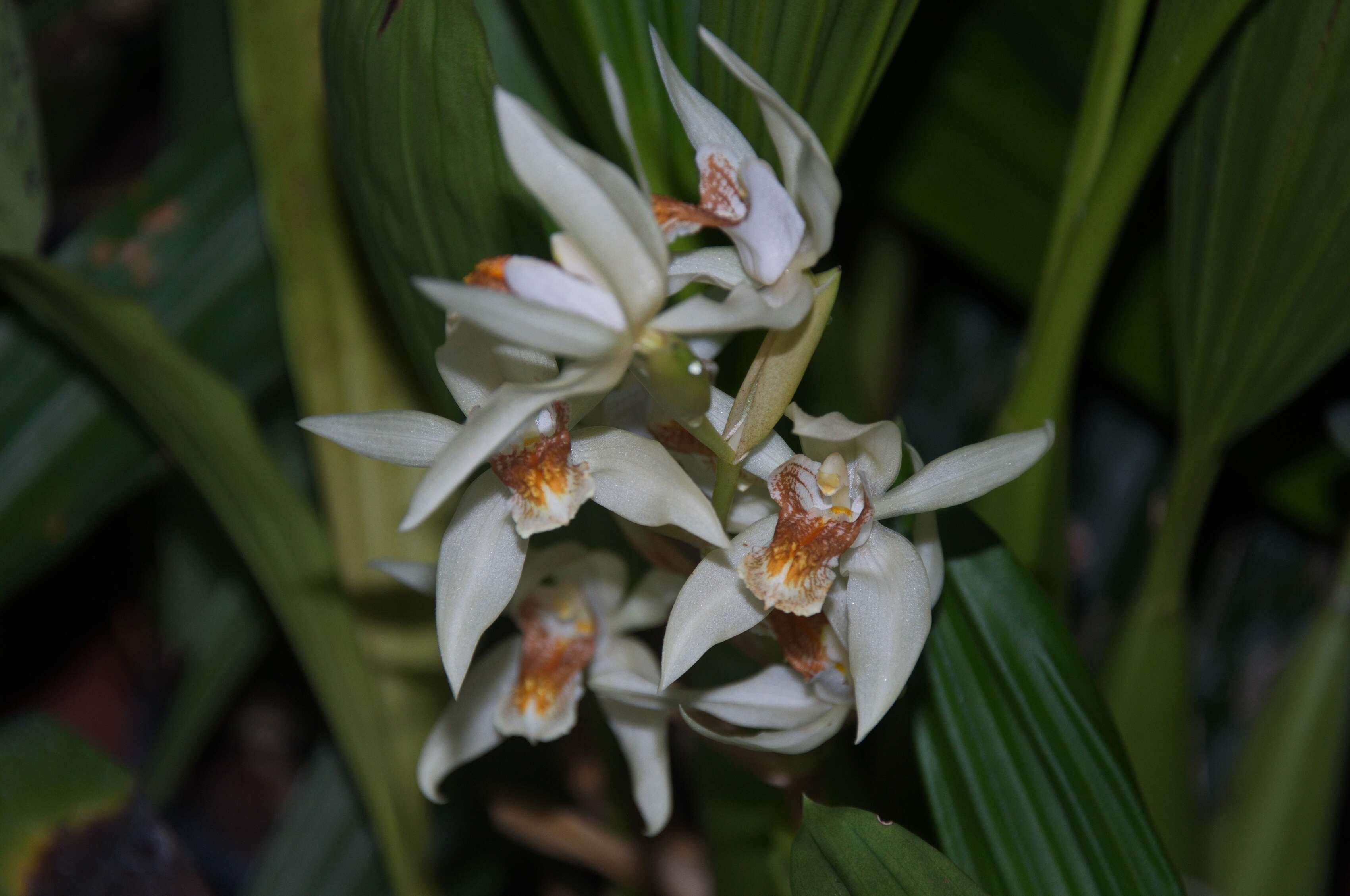 Imagem de Coelogyne asperata Lindl.