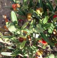 Image of Spurge Olive