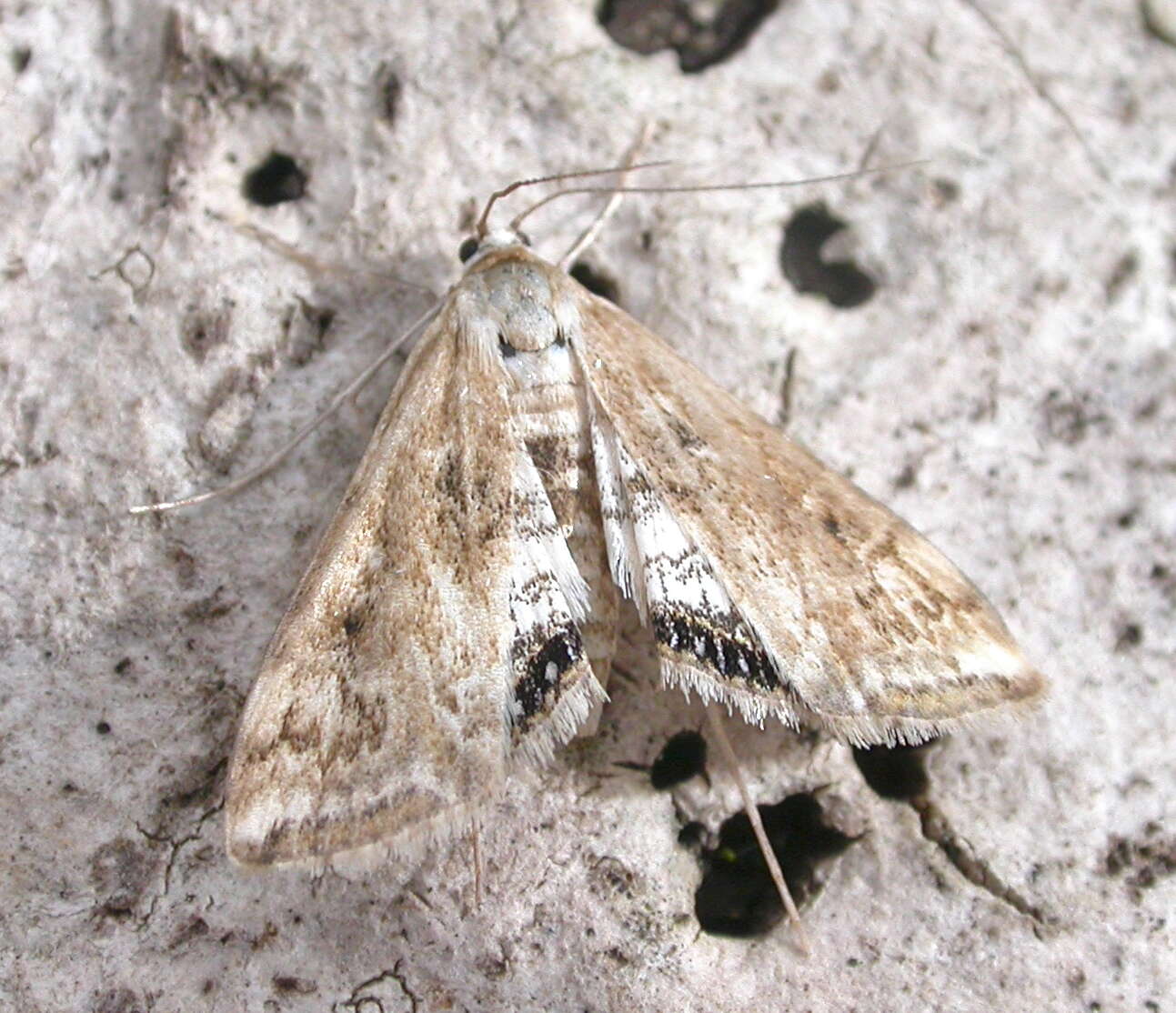 Image of Cataclysta lemnata Linnaeus 1758