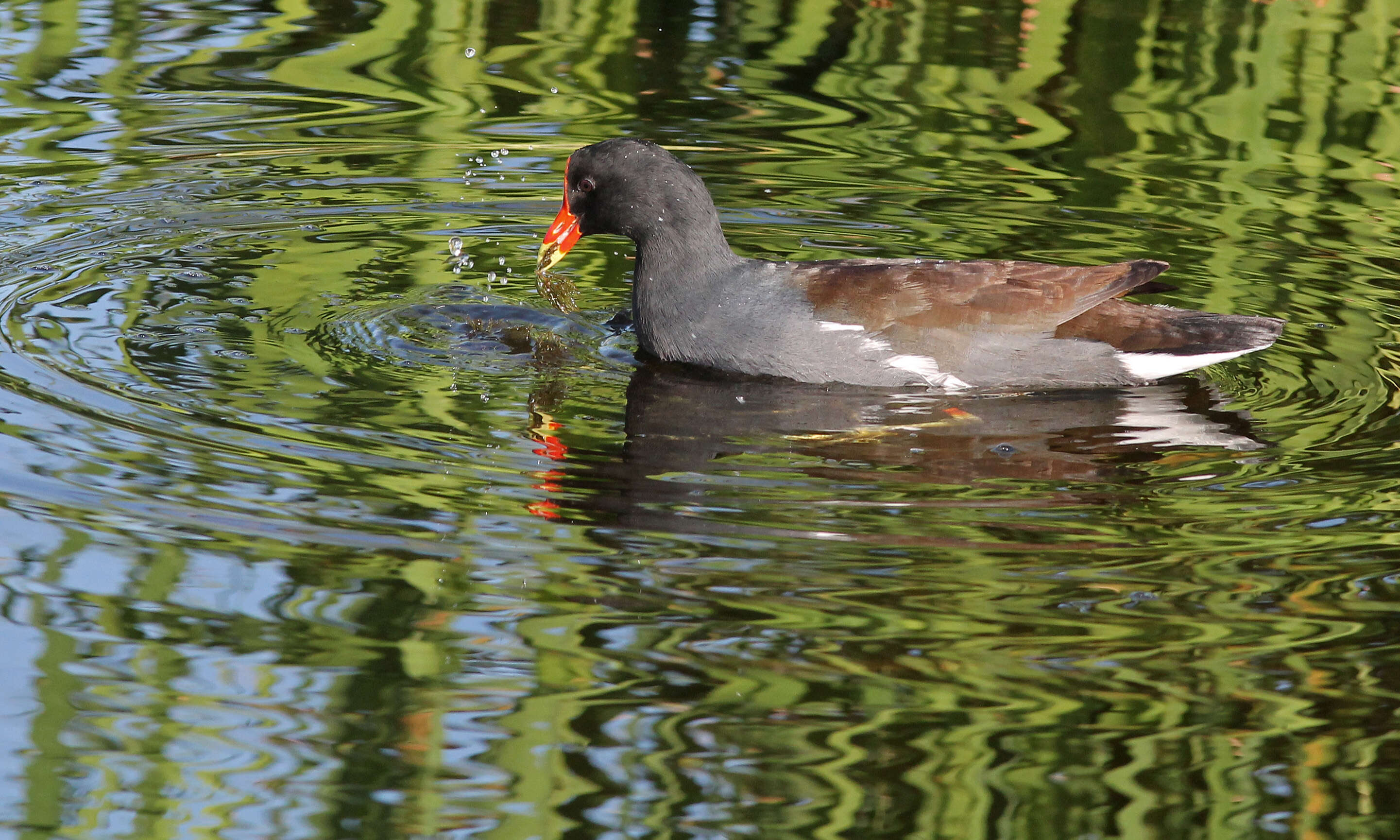 Image of Common Gallinule