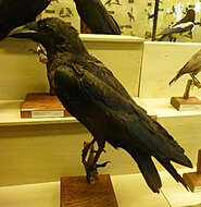 Слика од Corvus rhipidurus Hartert 1918