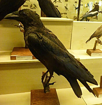 Imagem de Corvus rhipidurus Hartert 1918