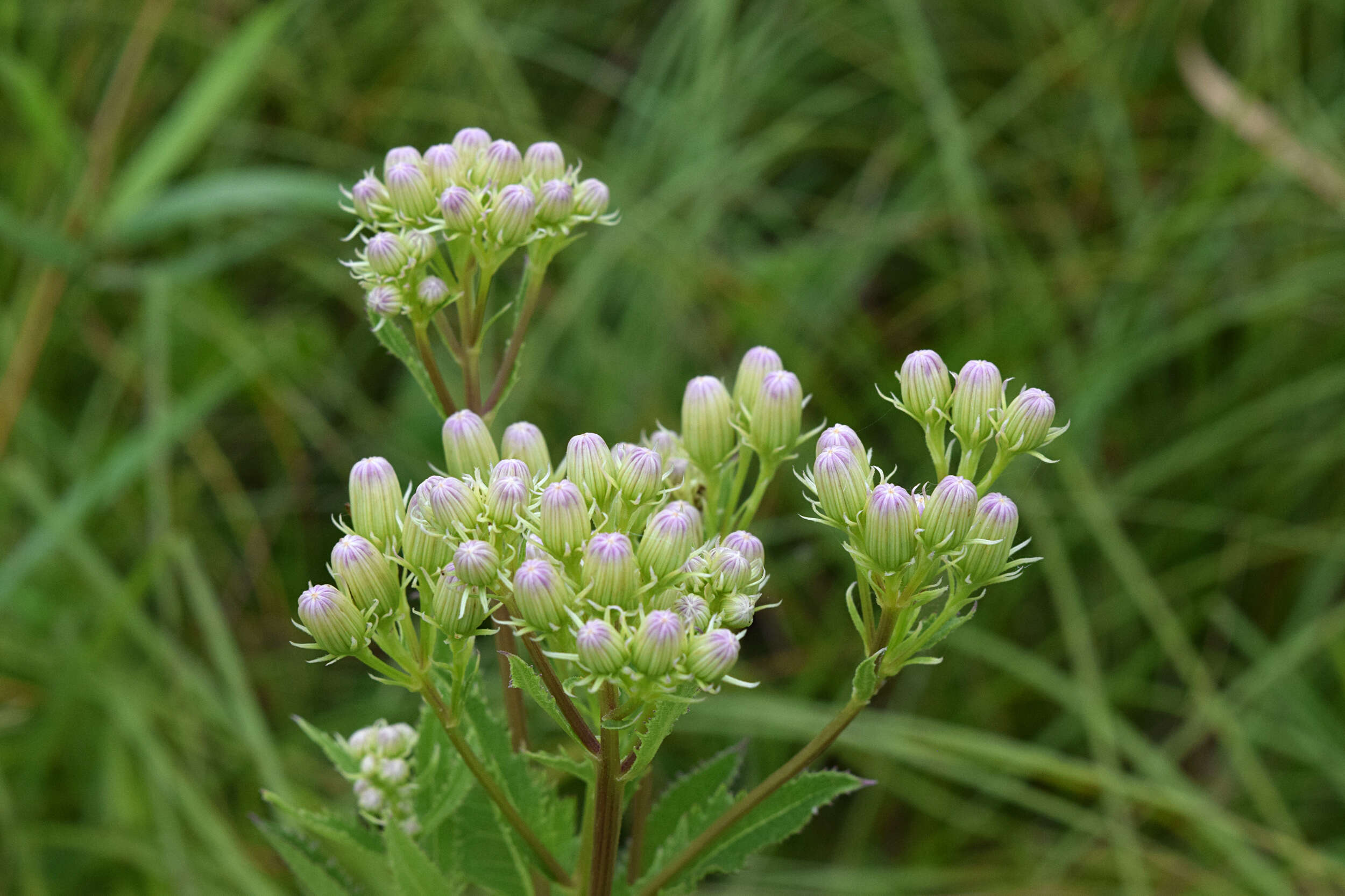 Image of false Indian plantain