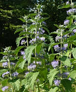 Imagem de Caryopteris incana (Thunb. ex Houtt.) Miq.