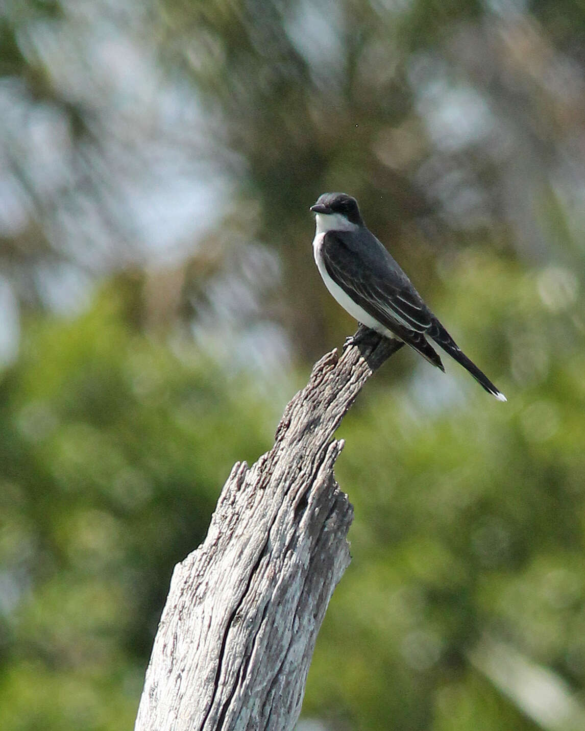 Image of Eastern Kingbird