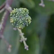 Image of Esenbeckia pumila Pohl