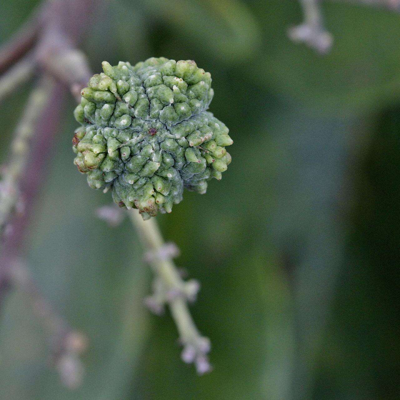 Image of Esenbeckia pumila Pohl