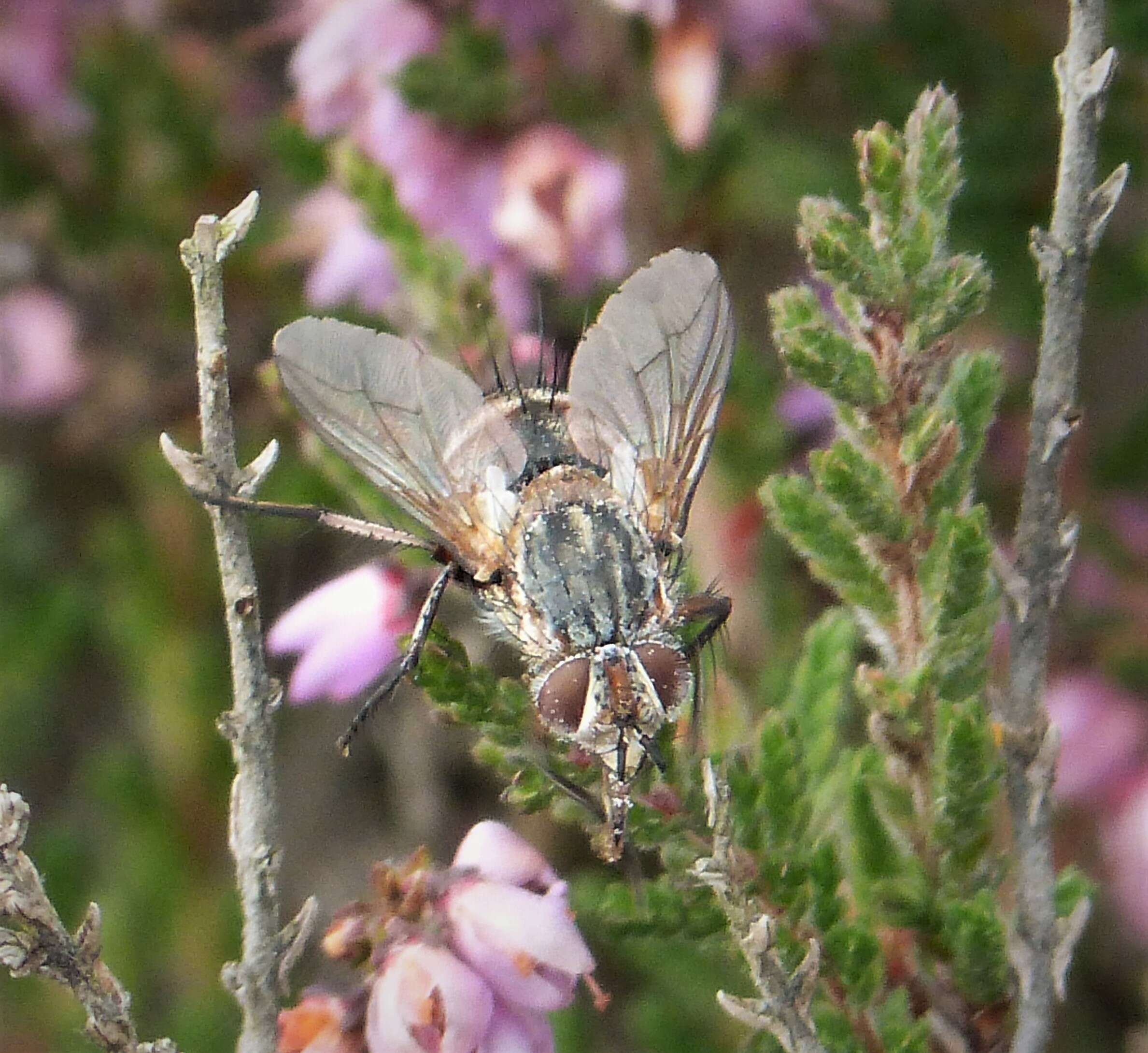 Image of Linnaemya vulpina (Fallen 1810)