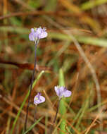 Image of northern bluethread