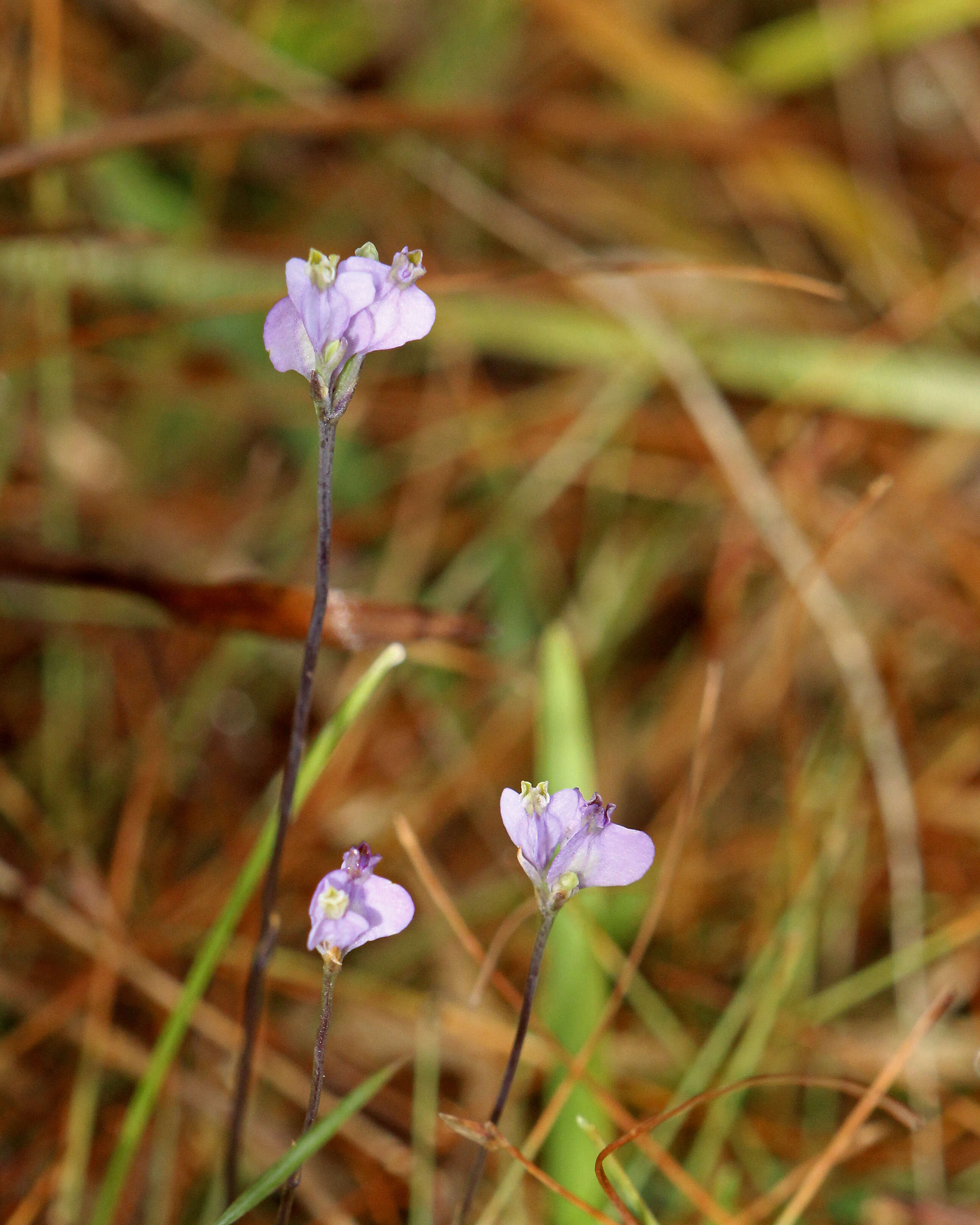 Image of northern bluethread