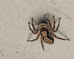 Image of Gray Wall Jumper