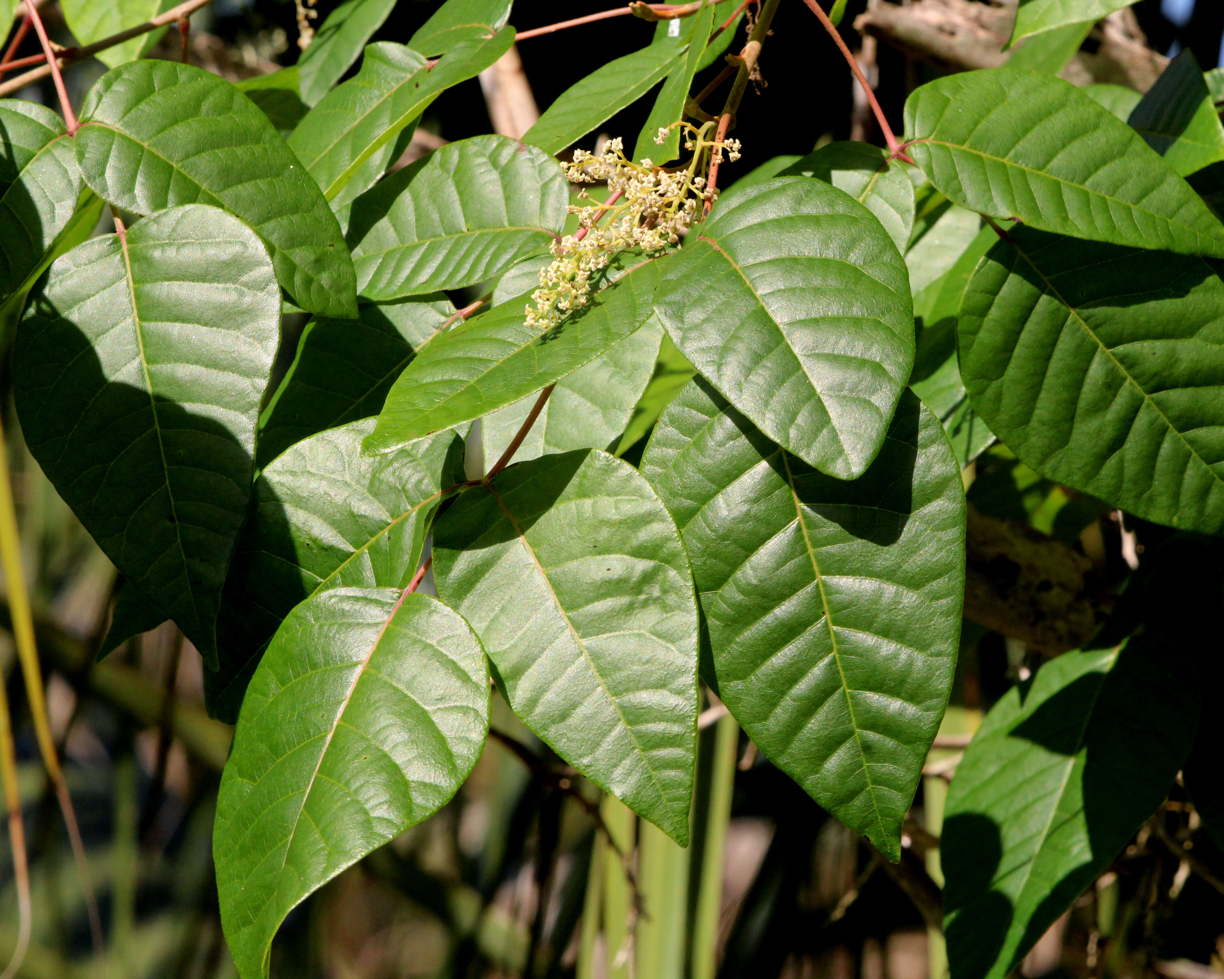 Image of eastern poison ivy