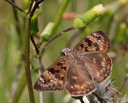 Imagem de Erynnis horatius Scudder & Burgess 1870