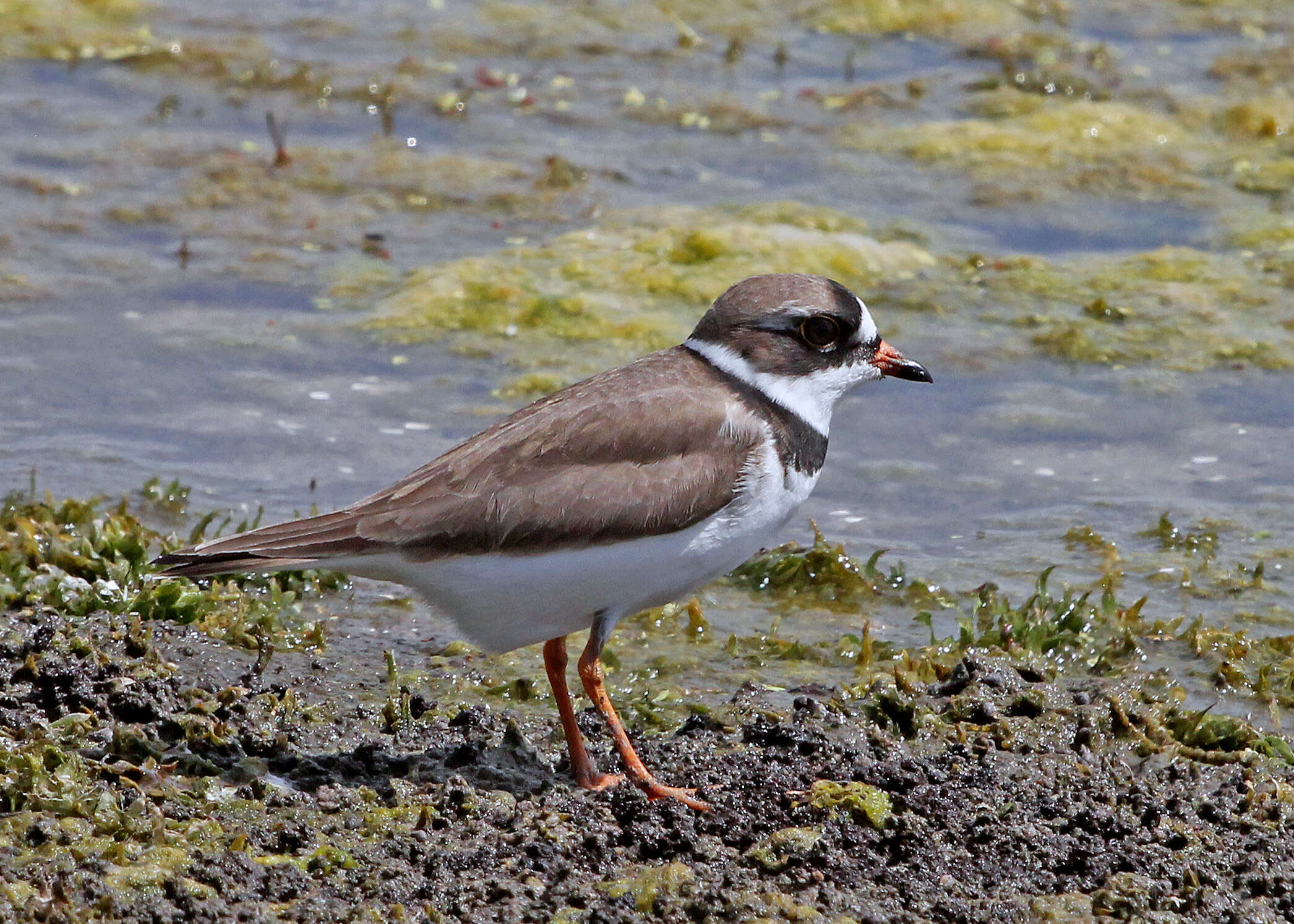 Image of Semipalmated Plover