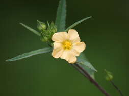 Image of common wireweed