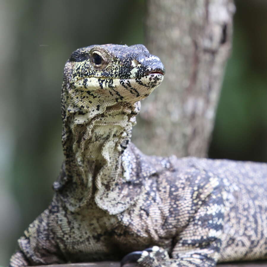 صورة Varanus varius (White 1790)