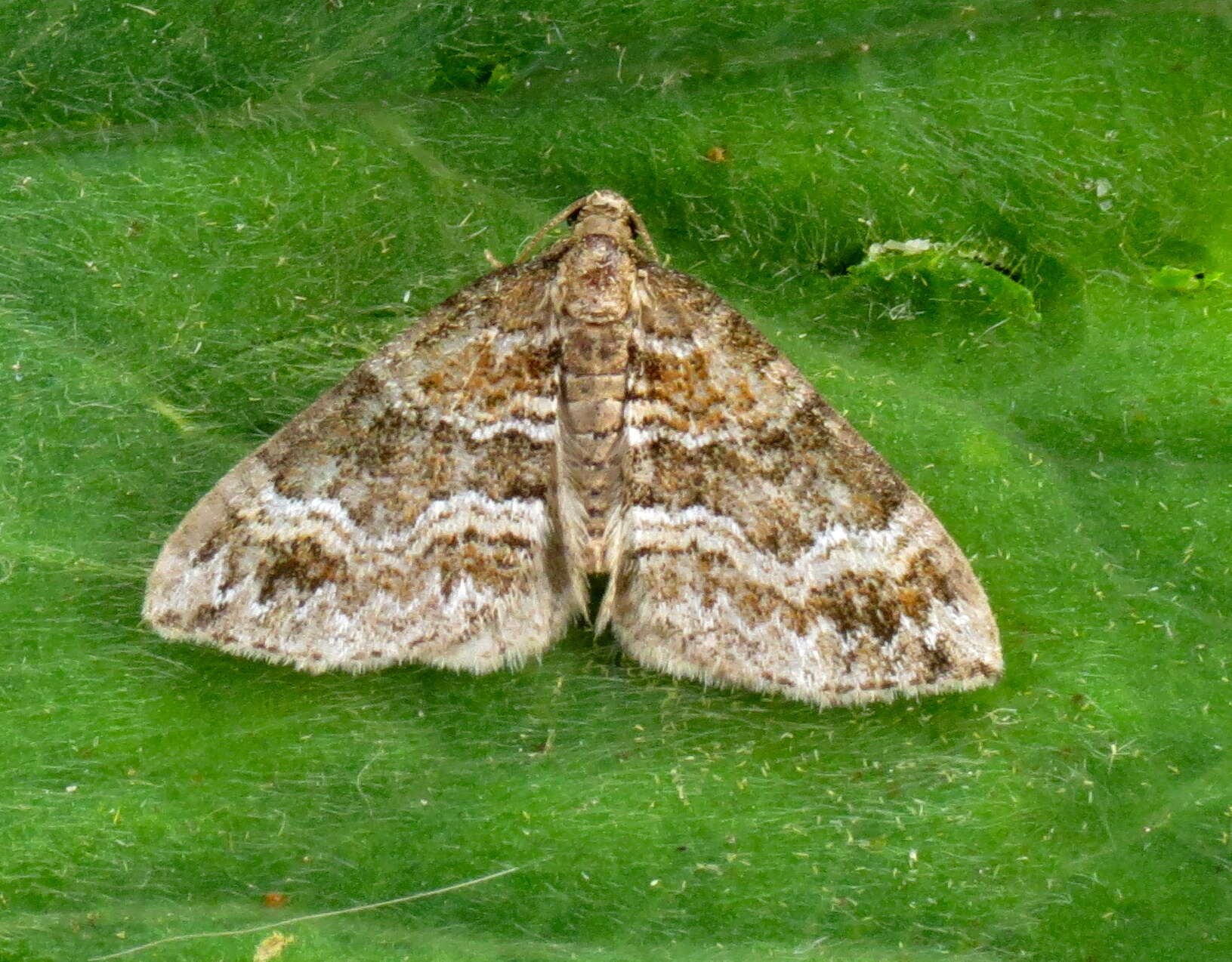 Image of barred rivulet