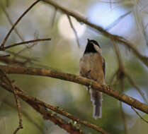 Image of Carolina Chickadee