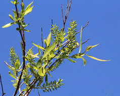 Image of coastal plain willow