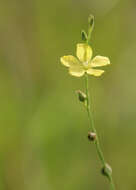 Image of Florida Yellow Flax